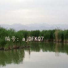 ׶
