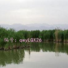 ɱ