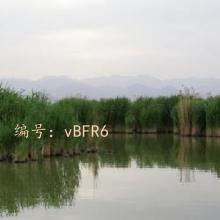 ɱ